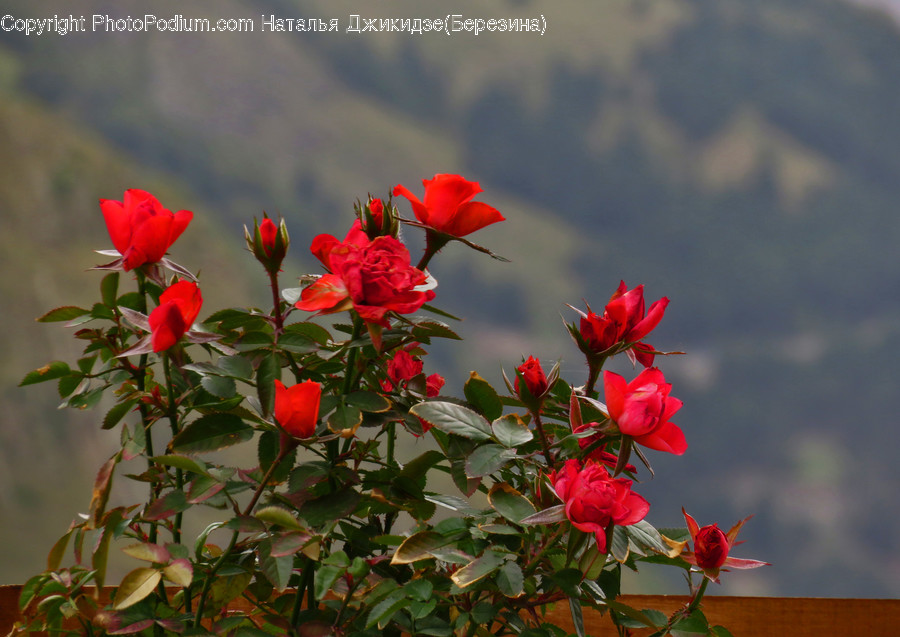 Blossom, Flora, Flower, Plant, Rose