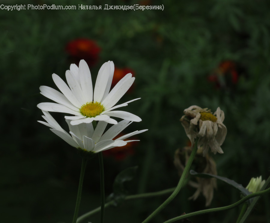 Blossom, Daisies, Daisy, Flora, Flower