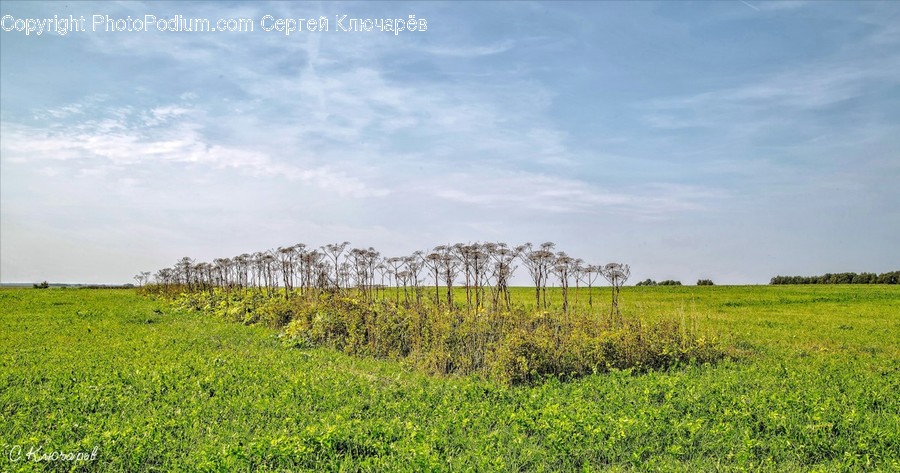 Field, Grassland, Outdoors, Countryside, Farm