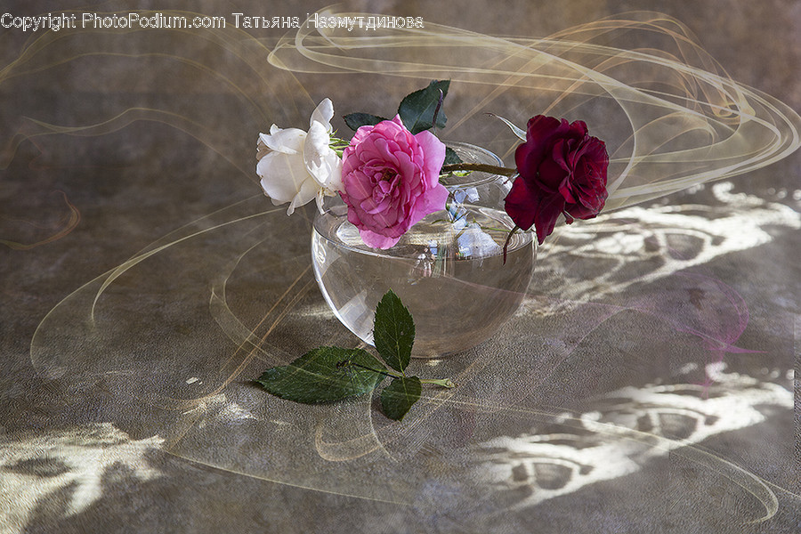 Blossom, Flora, Flower, Plant, Rose