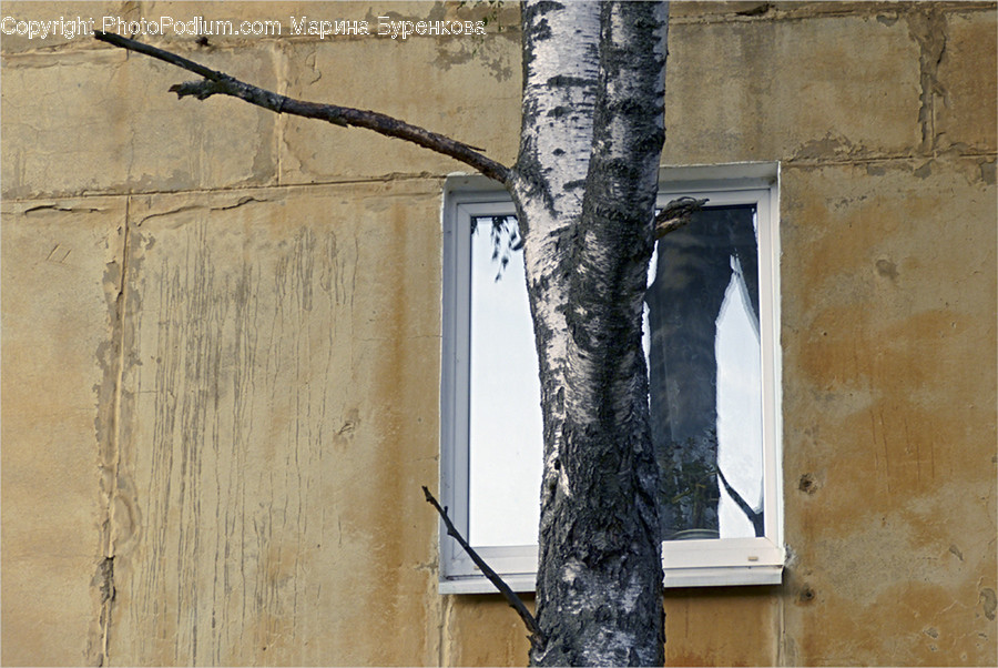 Birch, Flora, Plant, Tree