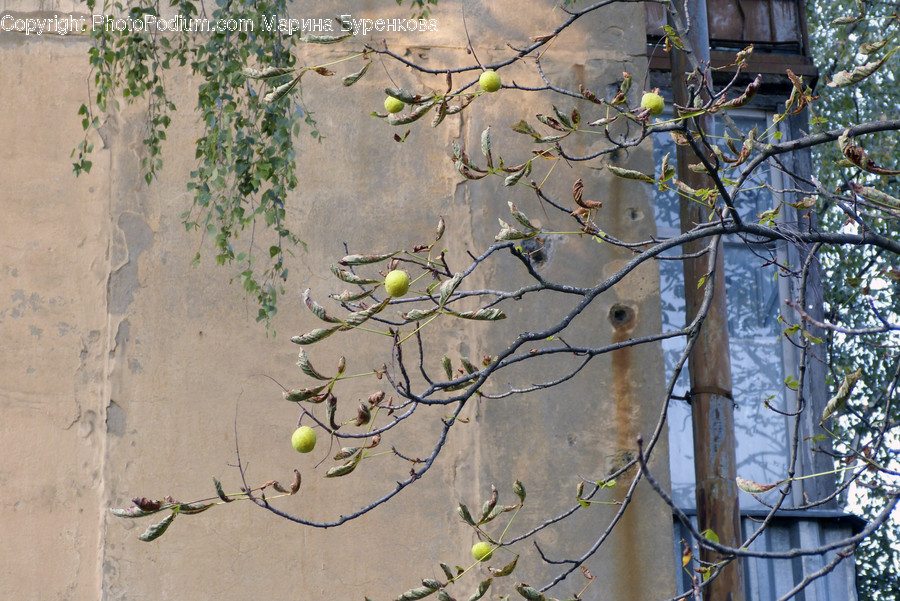 Flora, Ivy, Plant, Vine, Art