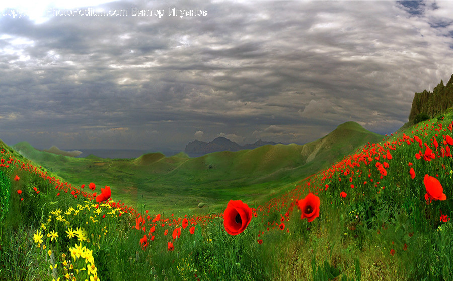 Field, Grassland, Outdoors, Flora, Plant