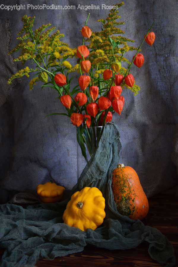 Blossom, Flora, Flower, Plant, Poppy