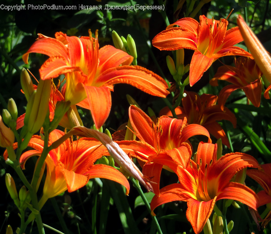 Blossom, Flora, Flower, Lily, Plant