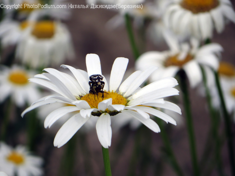 Blossom, Daisies, Daisy, Flora, Flower