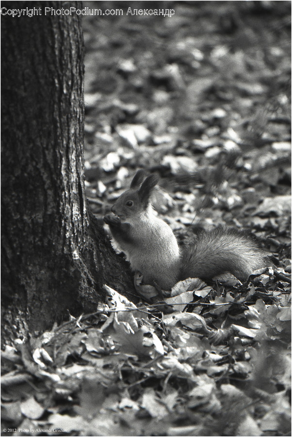 Animal, Mammal, Rodent, Squirrel, Adorable