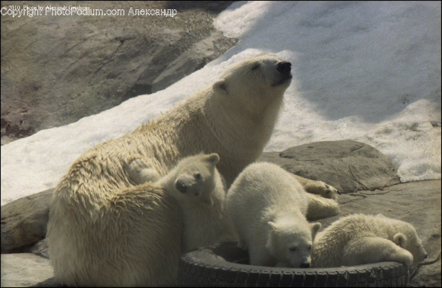 Animal, Bear, Mammal, Wildlife, Otter