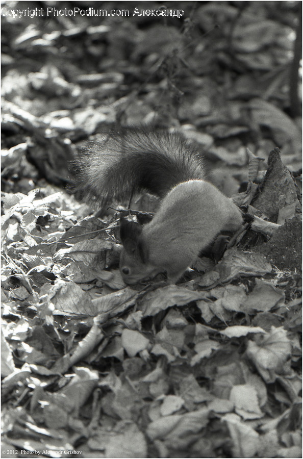 Animal, Mammal, Rodent, Squirrel, Rat