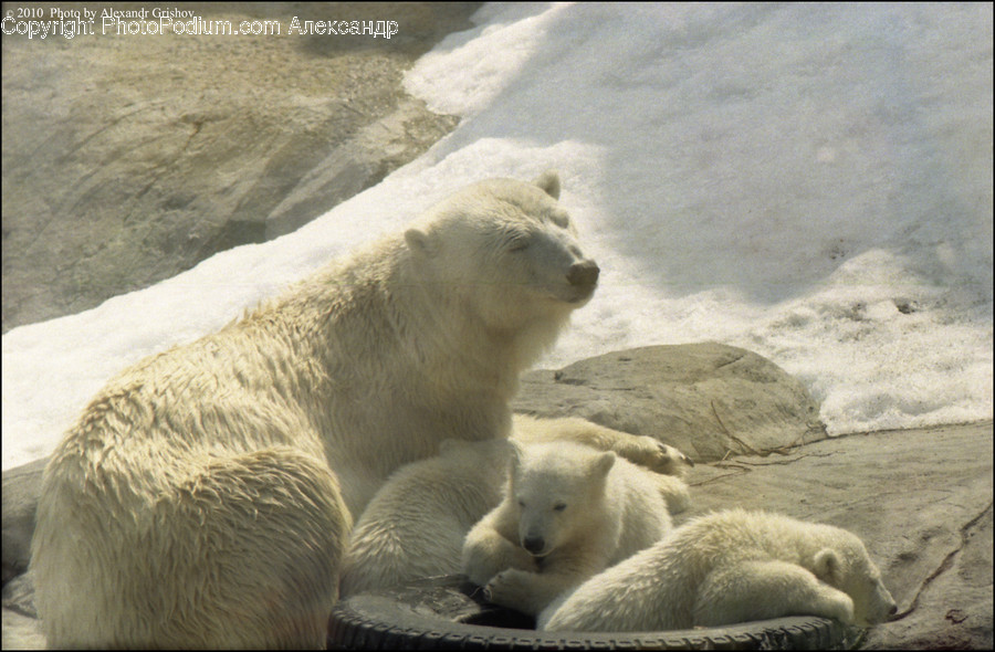 Animal, Bear, Mammal, Wildlife, Polar Bear
