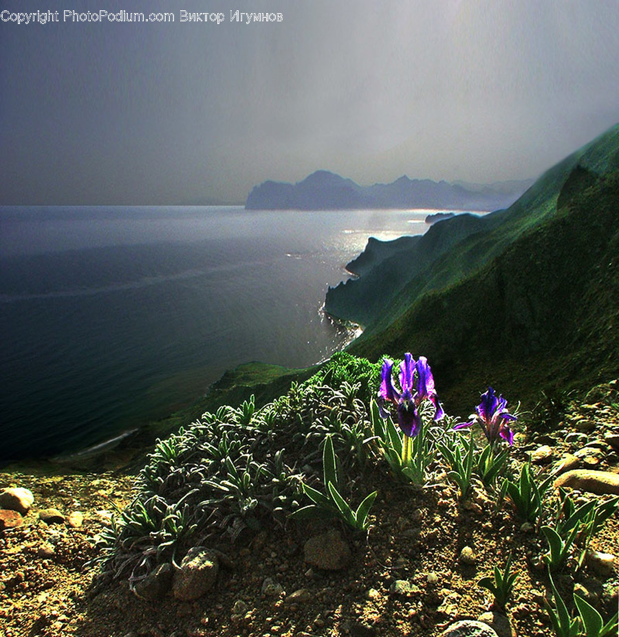 Blossom, Crocus, Flora, Flower, Plant