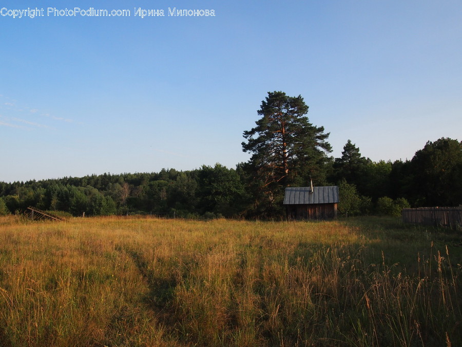 Field, Grassland, Outdoors, Flora, Grass