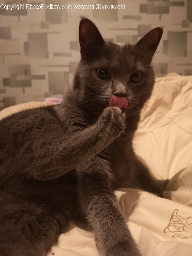 Animal, Cat, Kitten, Mammal, Pet