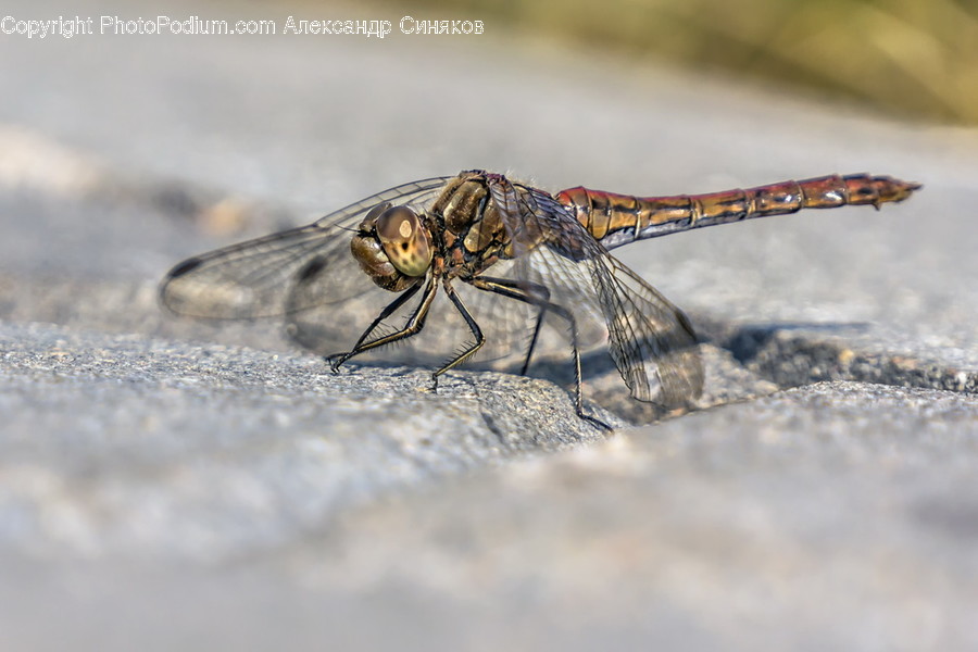 Animal, Anisoptera, Dragonfly, Insect, Invertebrate