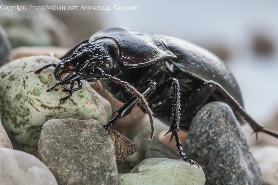 Animal, Dung Beetle, Insect, Invertebrate, Asilidae