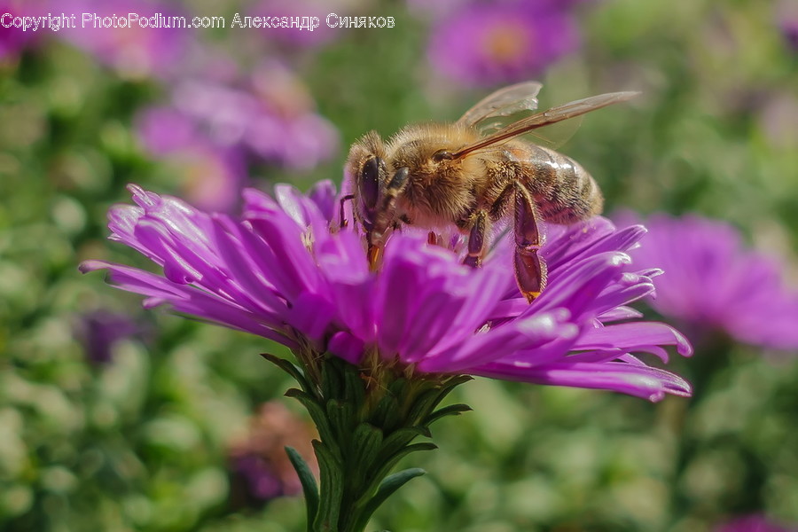 Animal, Bee, Insect, Invertebrate, Flora