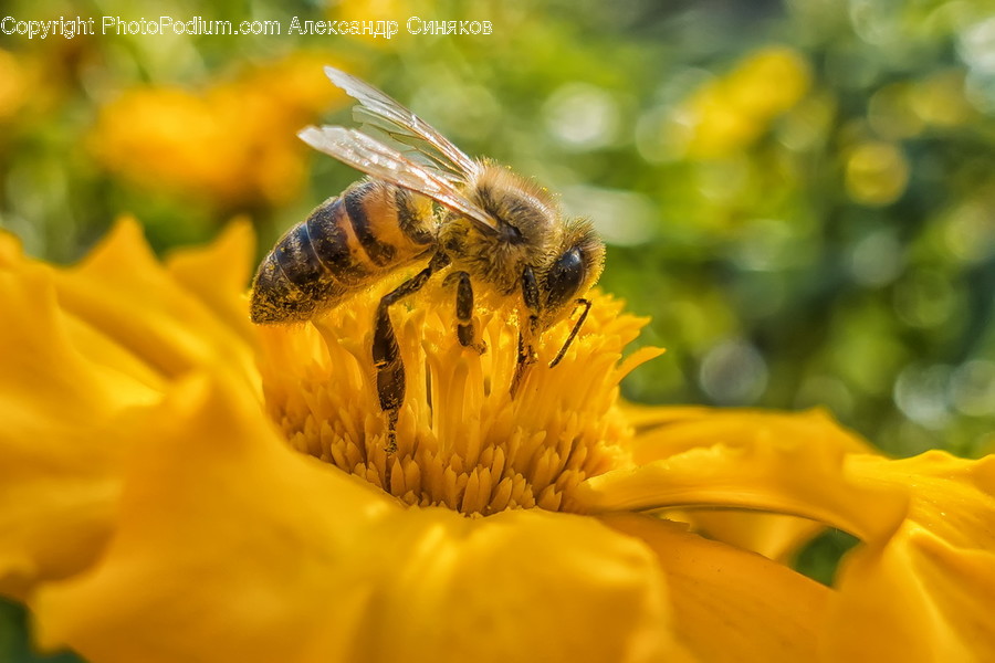 Animal, Bee, Insect, Invertebrate, Apidae