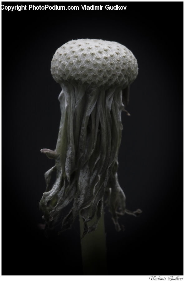 Invertebrate, Jellyfish, Sea Life, Agaric, Amanita, Fungus, Mushroom