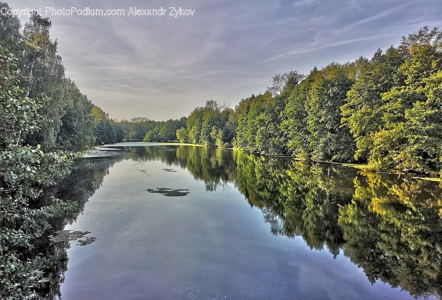 Flora, Forest, Land, Nature, Outdoors