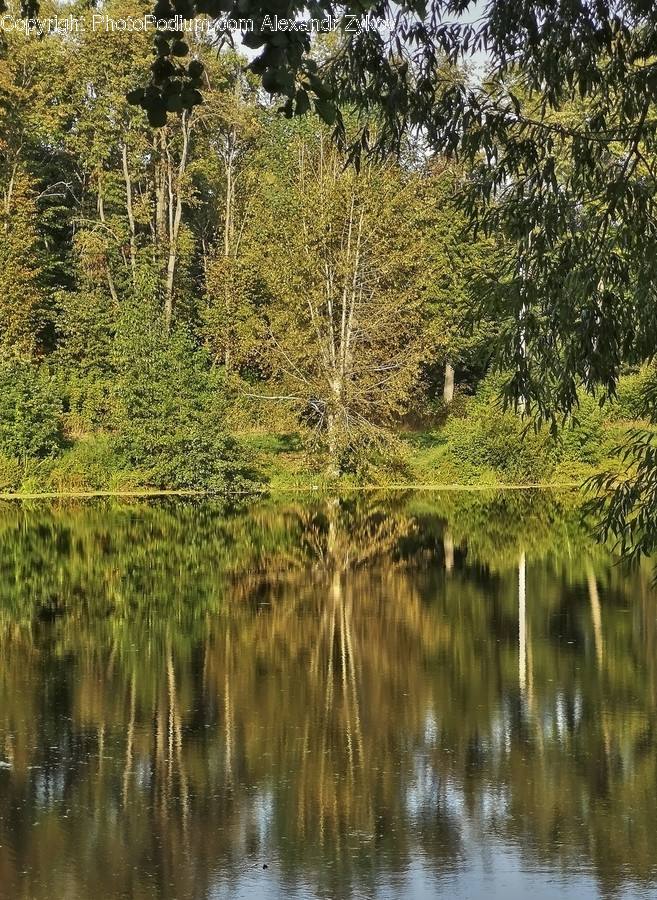 Conifer, Flora, Plant, Tree, Outdoors