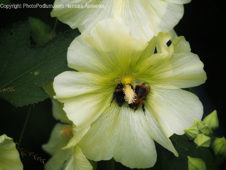 Blossom, Flora, Flower, Geranium, Plant