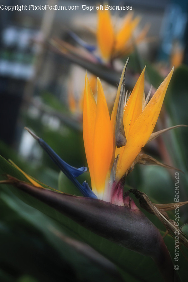 Blossom, Crocus, Flora, Flower, Plant