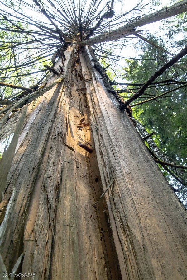 Flora, Plant, Redwood, Tree, Conifer