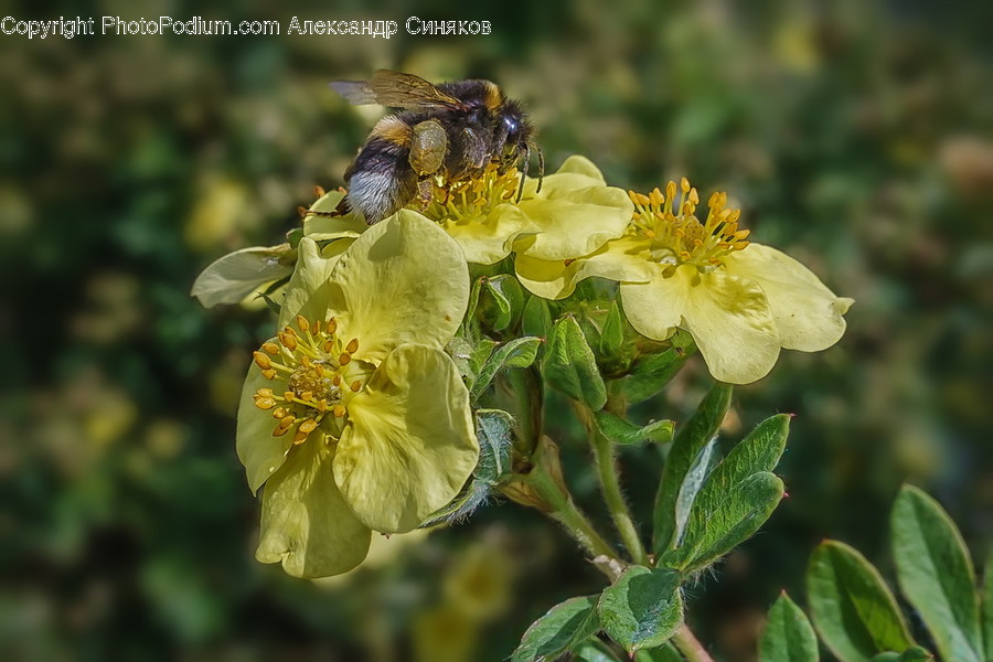 Animal, Bee, Insect, Invertebrate, Apidae