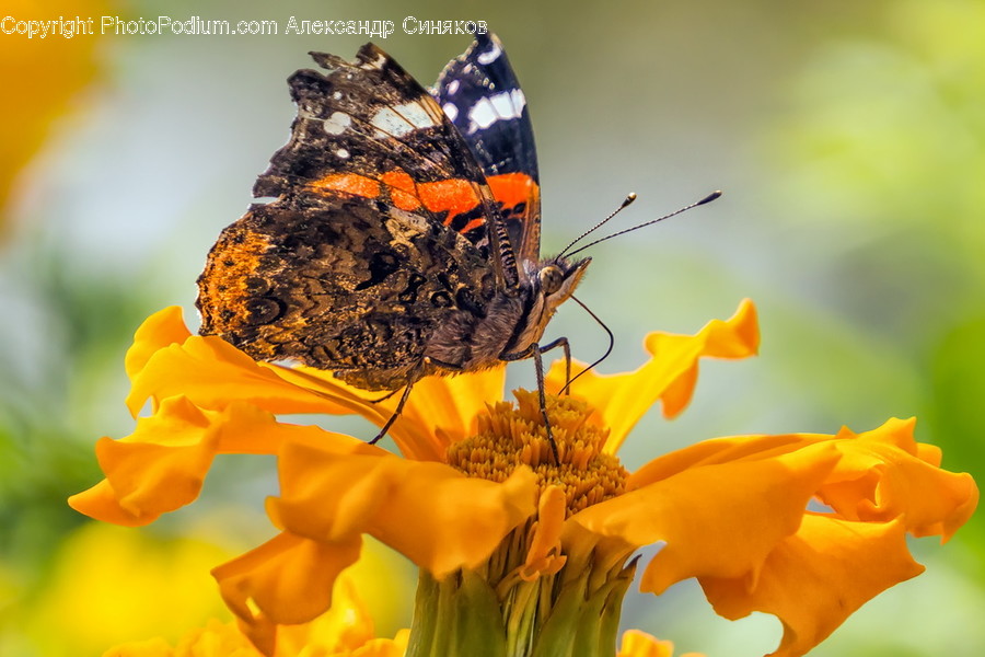 Animal, Butterfly, Insect, Invertebrate, Blossom