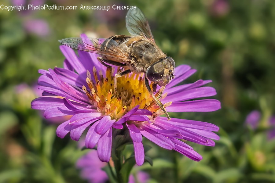 Aster, Blossom, Flora, Flower, Plant