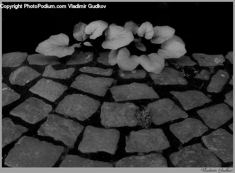 Cobblestone, Pavement, Walkway, Leaf, Plant, Blossom, Flora