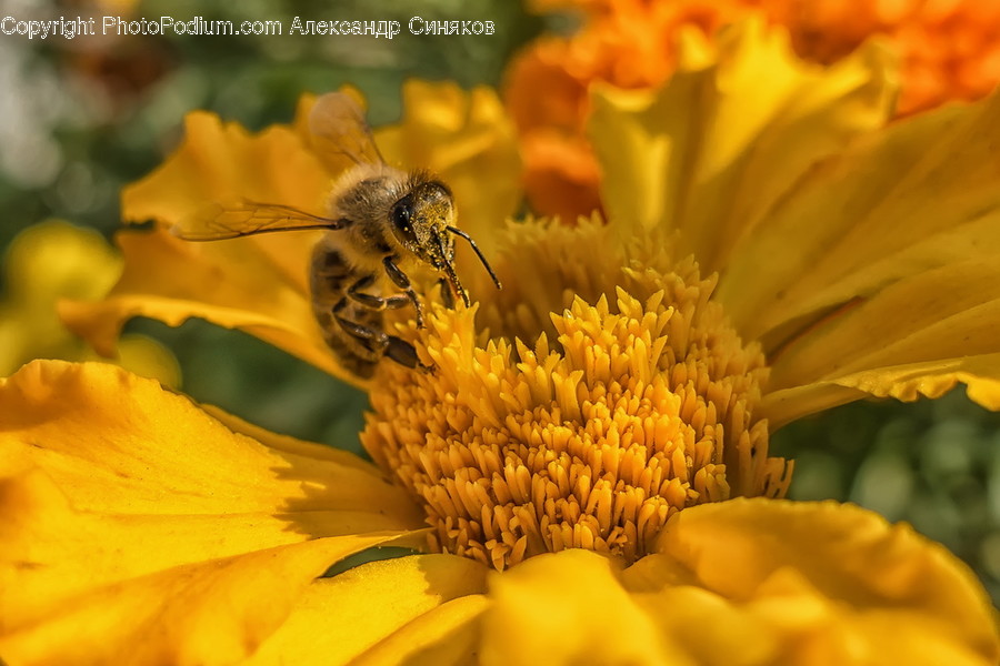 Animal, Bee, Insect, Invertebrate, Apidae