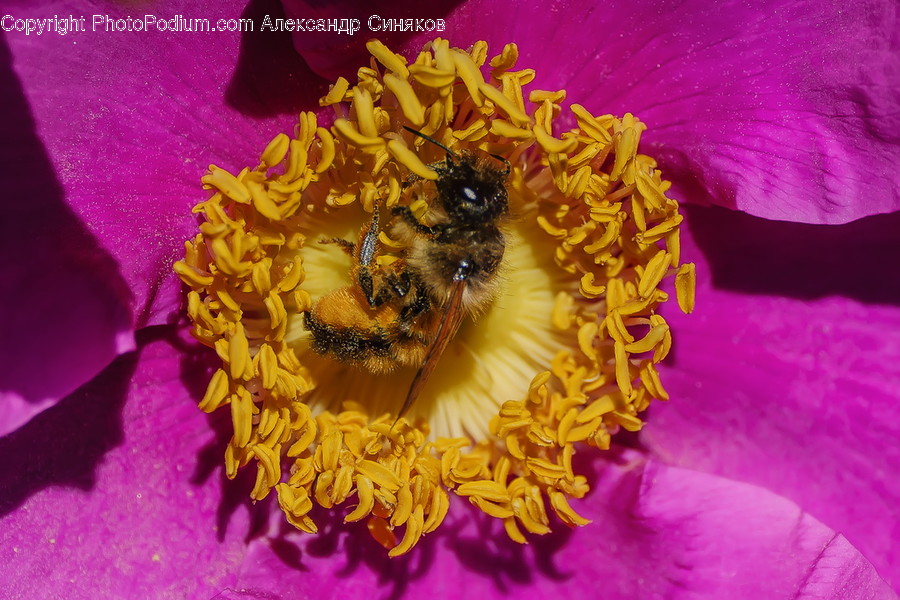 Blossom, Flora, Flower, Peony, Plant