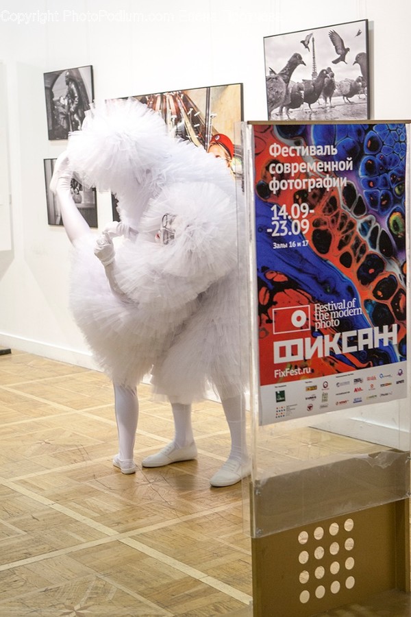 Collage, Poster, Box, Animal, Bird