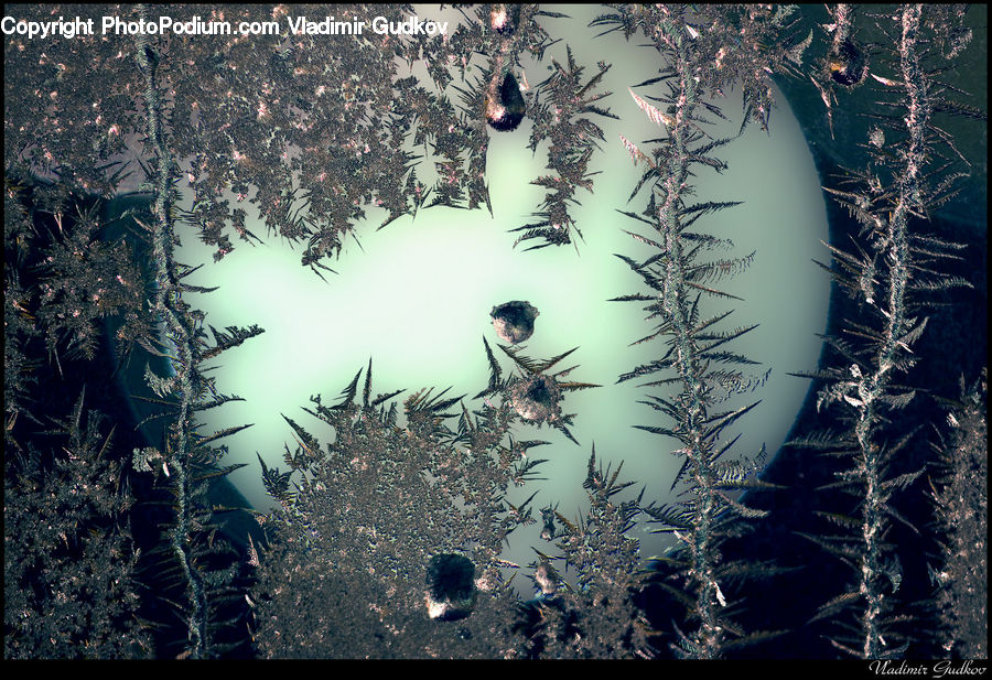 Frost, Ice, Outdoors, Snow, Conifer, Fir, Plant