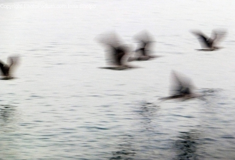 Animal, Ardeidae, Bird, Crane Bird, Heron