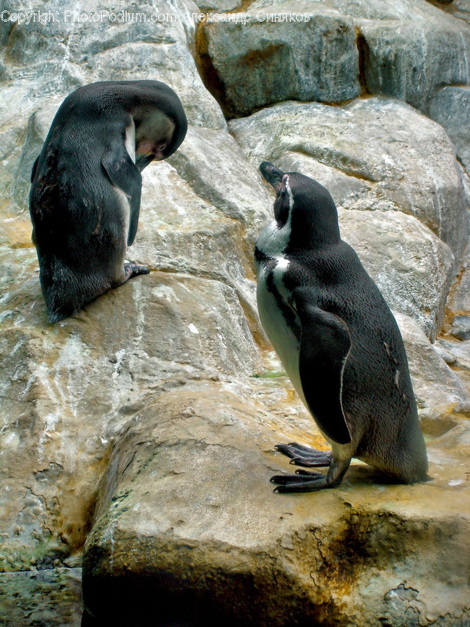 Rock, Animal, Bird, Penguin, Bear