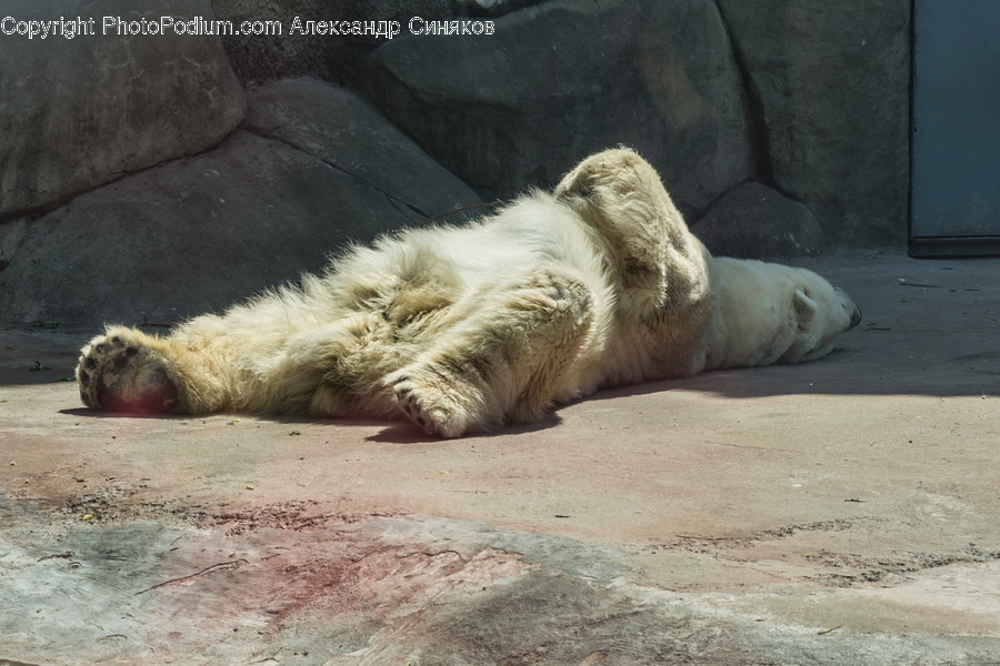 Animal, Mammal, Sea Life, Seal, Bear