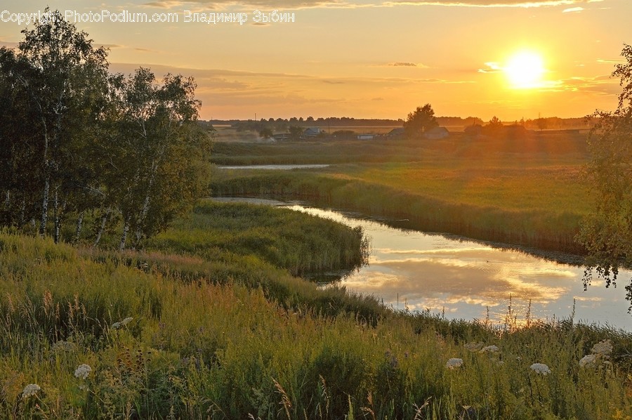 Flora, Plant, Tree, Land, Marsh