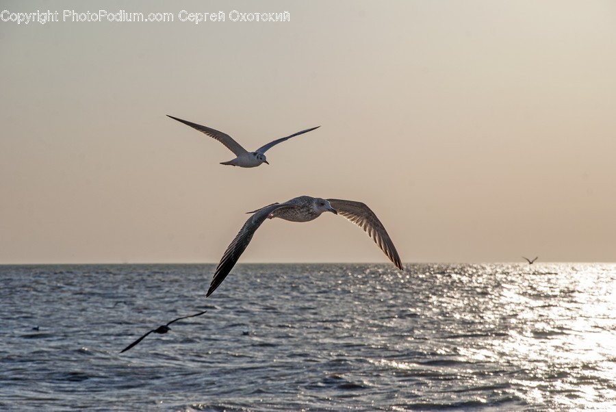 Animal, Bird, Seagull, Booby, Humpback