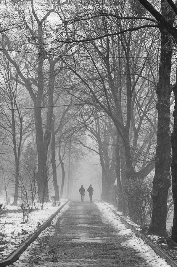 Path, Trail, Flora, Plant, Tree
