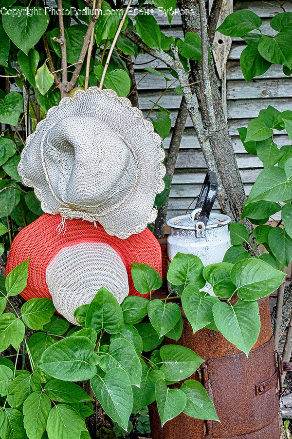 Flora, Ivy, Plant, Vine, Bonnet