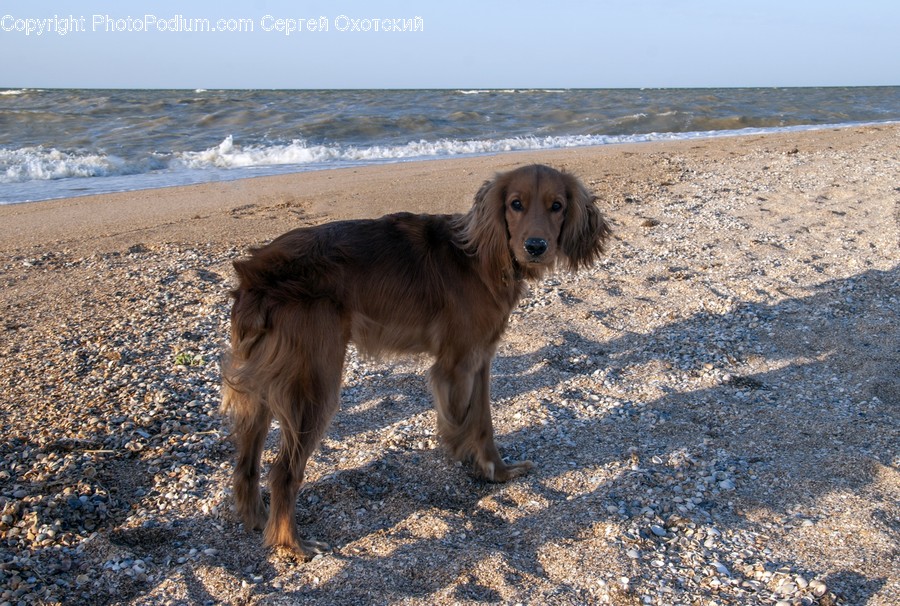 Animal, Canine, Dog, Golden Retriever, Mammal