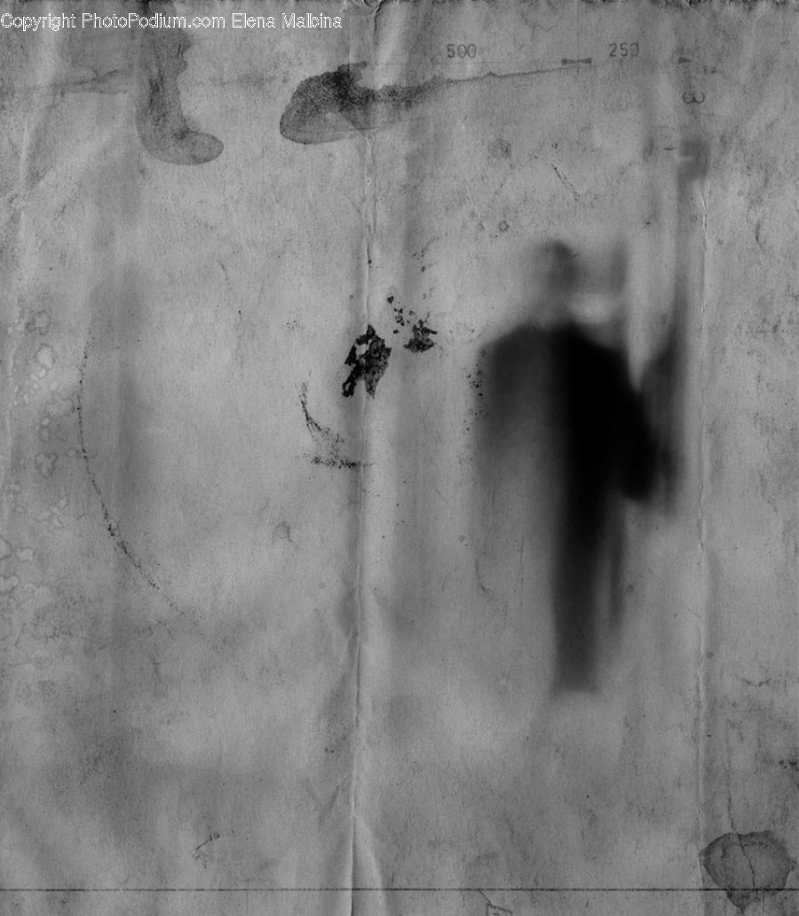 Animal, Ant, Insect, Invertebrate, Wall