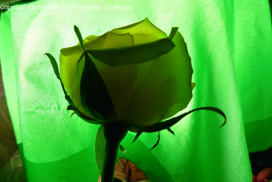Flora, Plant, Glass, Goblet, Blossom