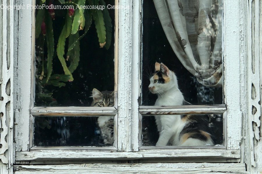 Animal, Cat, Mammal, Pet, Siamese