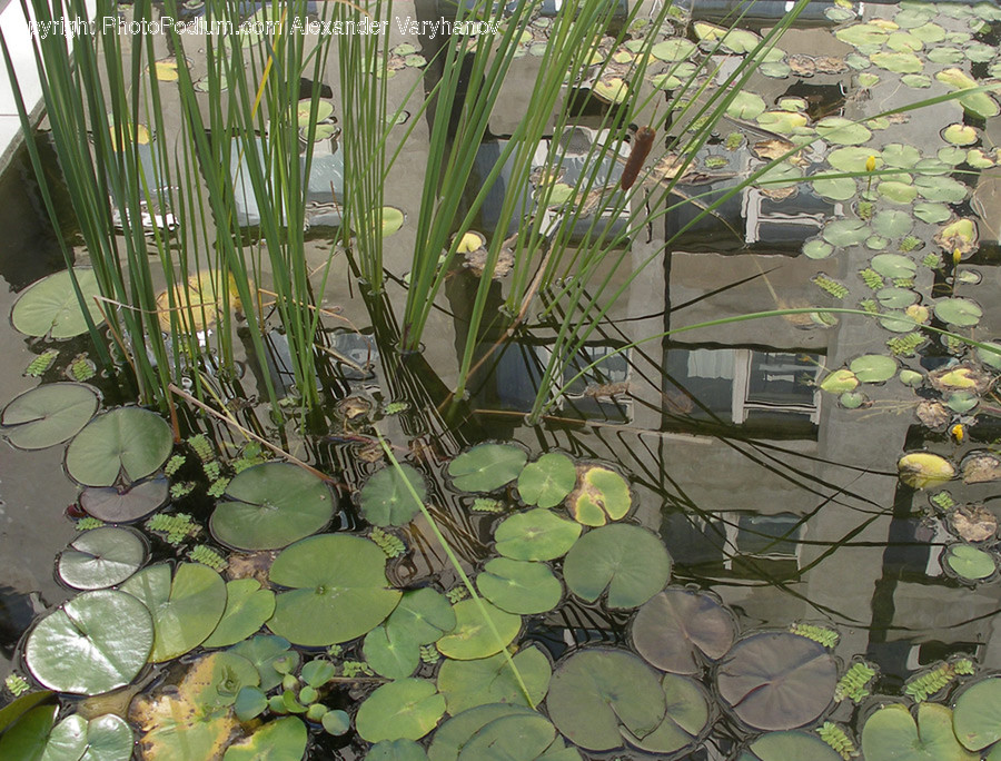 Blossom, Flora, Flower, Lily, Plant