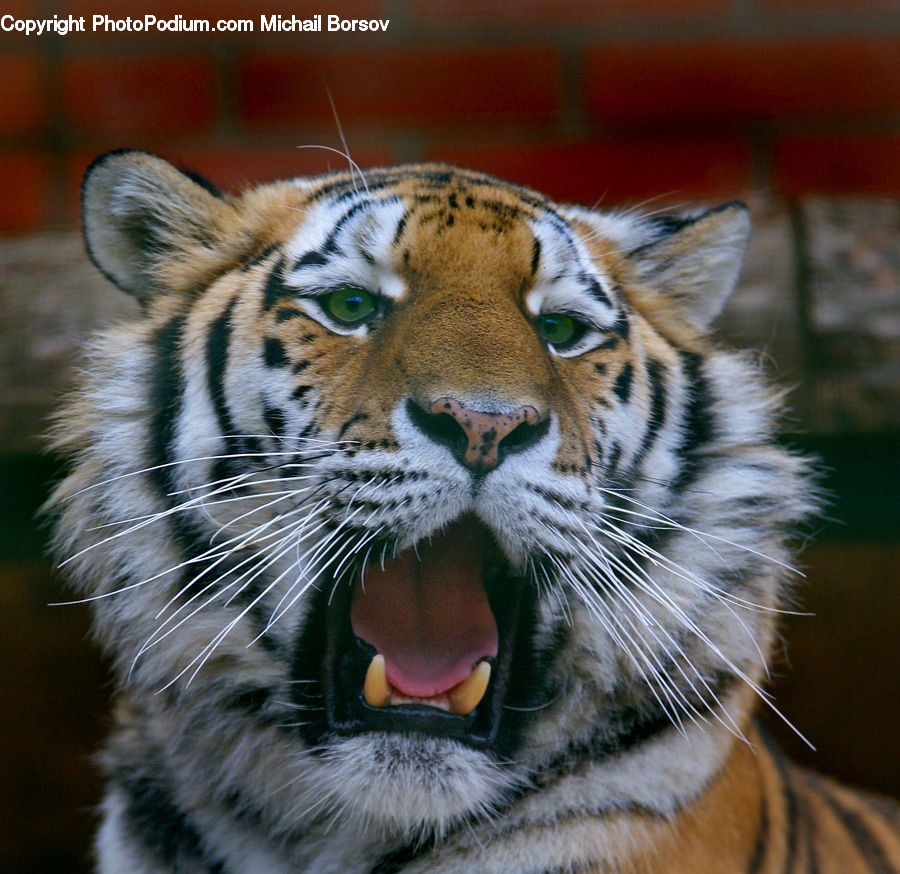 Animal, Mammal, Tiger, Cat, Pet