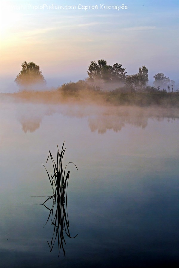 Flora, Grass, Plant, Reed, Fog