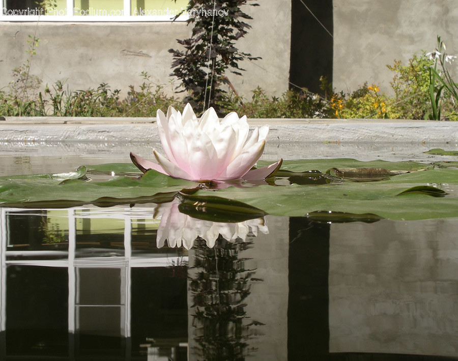 Blossom, Flora, Flower, Lily, Plant